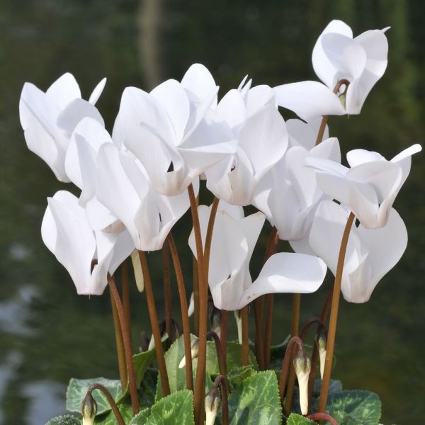 Cyclamen White 9cm